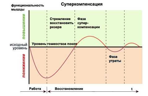 Оптимальный период восстановления после силовой тренировки